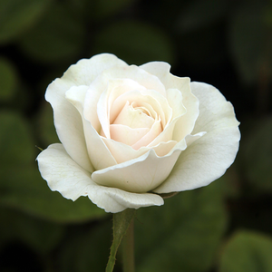 Rosa Szent Margit - bela - Vrtnice Floribunda